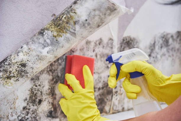 Why You Should Choose Our Mold Remediation Services in Cresson, TX